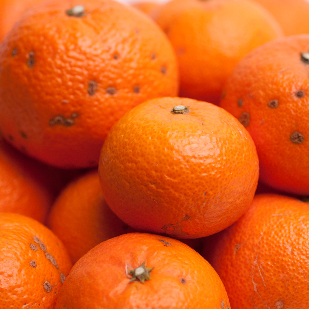 家庭用 津之輝 10kg+250g（傷み補償分）［訳あり］［つのかがやき］［せとかに似た柑橘］ ［IKE273］