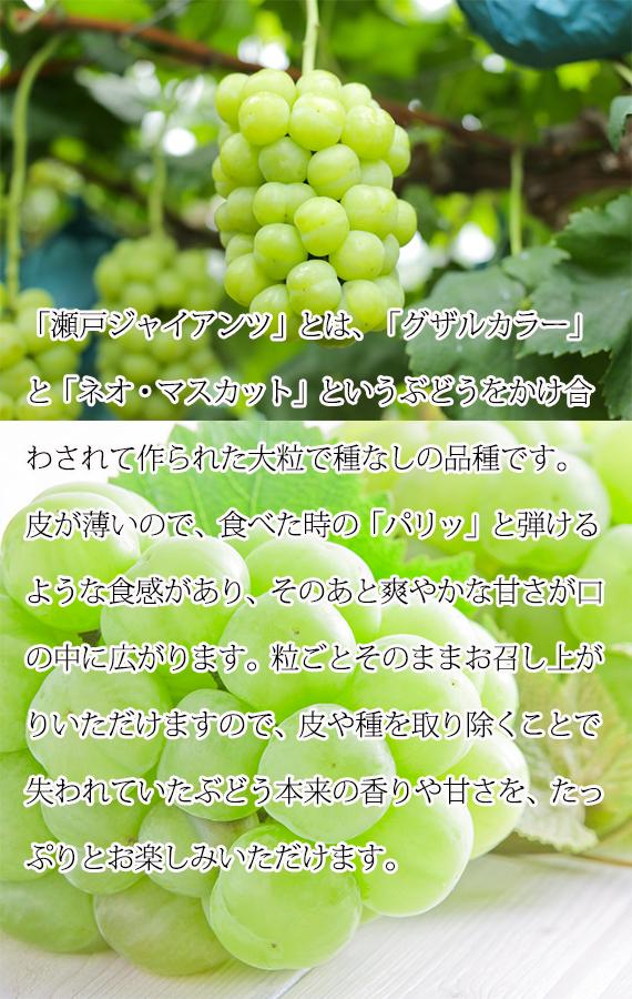 紀州かつらぎ山の瀬戸ジャイアンツ 約2kg【発送予定時期：2024年8月20日〜2024年9月10日】【UT30】