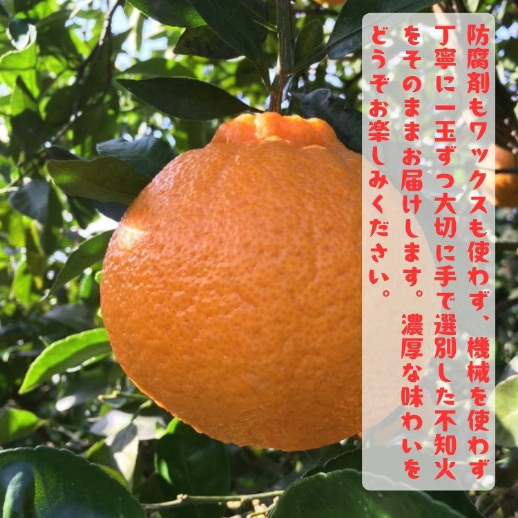 ［先行予約］特選 濃厚 不知火 1kg［MS141］