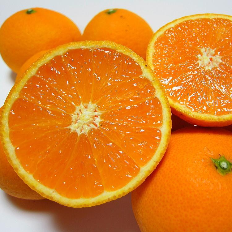 厳選 完熟 清見 オレンジ 約2kg【先行予約・2025年2月～発送】【MS36】