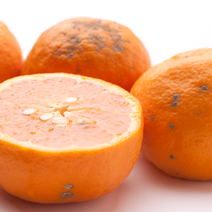 å®¶åºçš ã«ã©ãã³ããªã³10kg+250gïŒå·ã¿è£ååïŒïŒ»å接海ã»ãªã€ã¿ïŒœïŒ»åžå°ãªæ¥ææ©ïŒœïŒ»ããããã»èš³ããã¿ãããšåãããã«é£ã¹ãããŸãIKE69