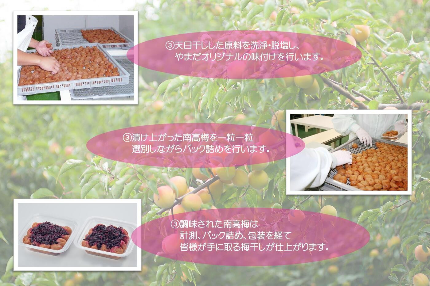 縲仙ョ壽悄萓ソ繝サ2繝オ譛域ッ 蜈ィ5蝗槭醍エ蟾槫漉鬮俶「 縺励◎繝励Ξ繝溘い繝 850g シサYM14wシス