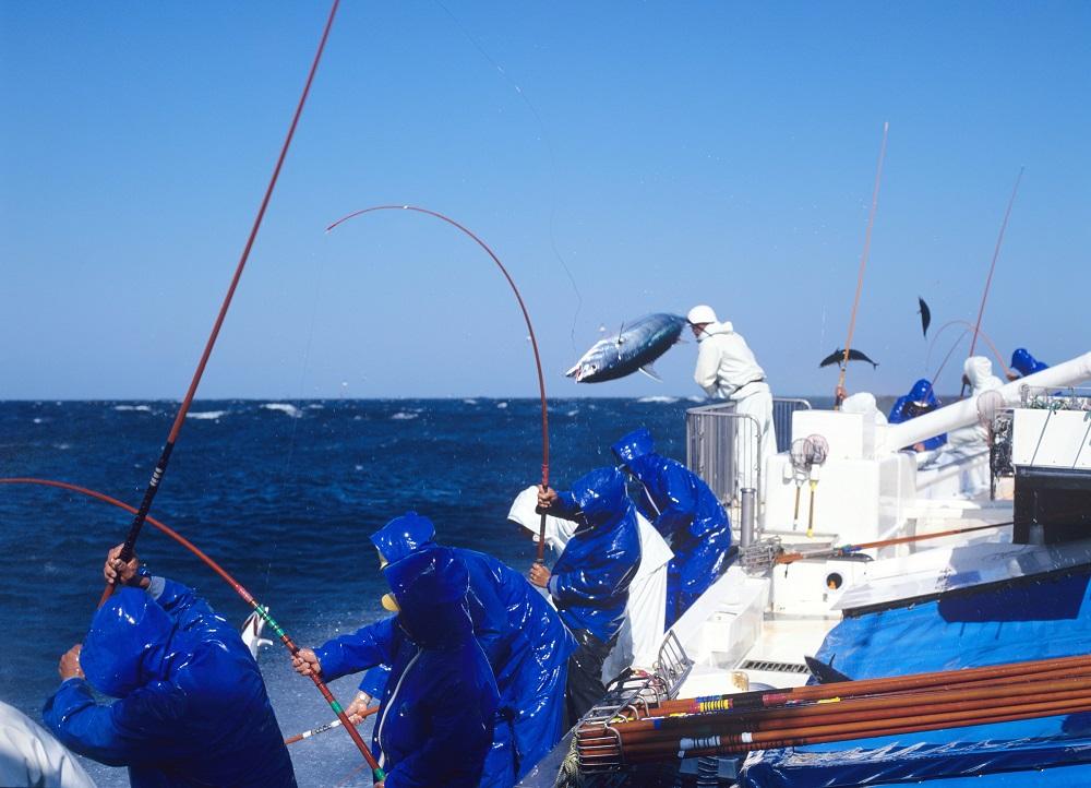 黄金藁焼きカツオタタキ （藻塩セット）　1kg［KS1］