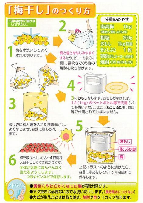 【梅干・梅酒用】（4Lまたは3L－2Kg）熟南高梅＜2025年6月上旬～7月7日発送予定＞フルーツ 果物 くだもの 食品 人気 おすすめ 送料無料【ART10】