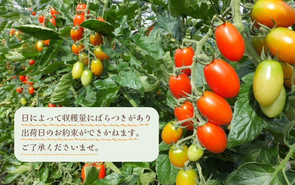 【2025年4月出荷分】和歌山産ミニトマト「アイコトマト」約2kg（S・Mサイズおまかせ）【TM140】