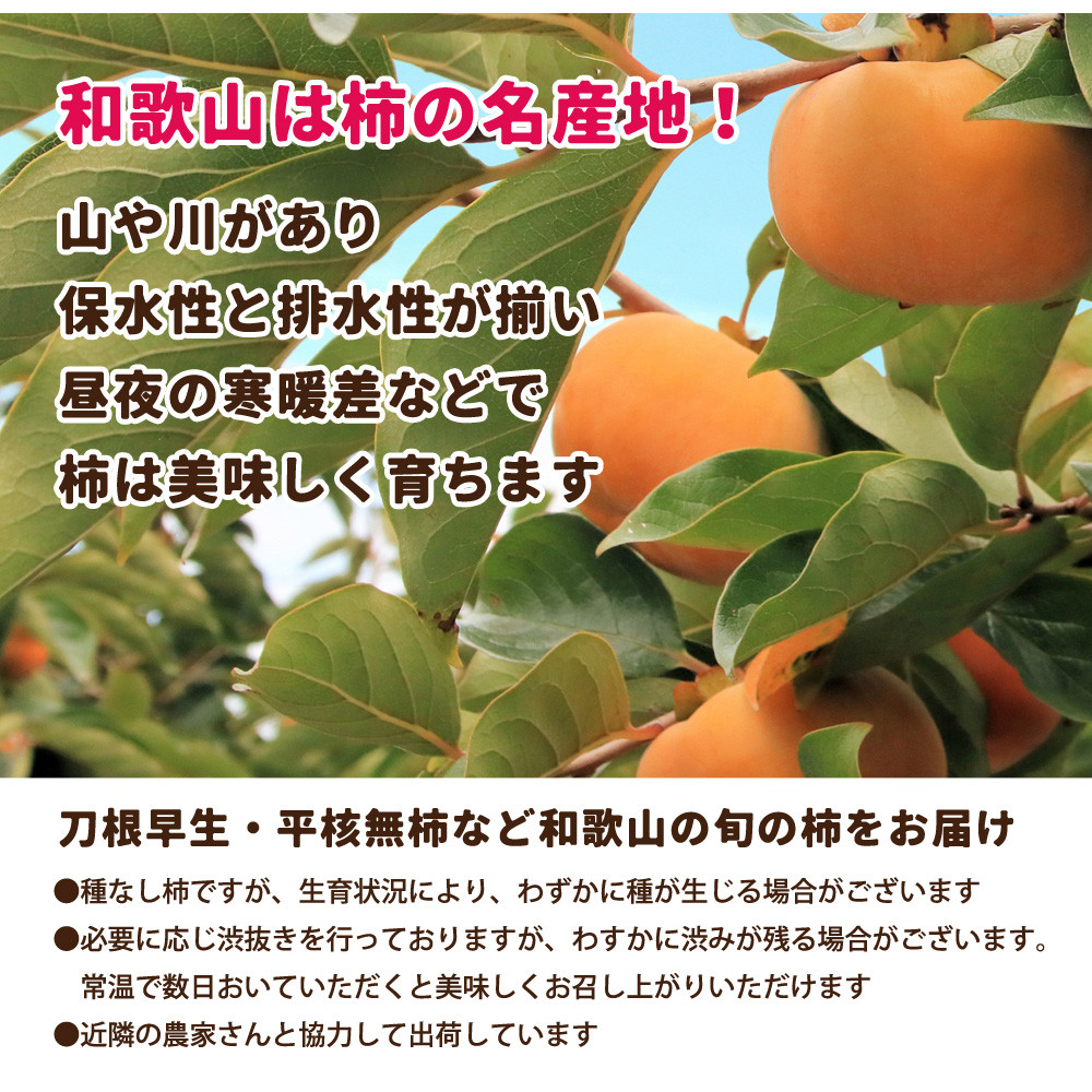 ［先行予約］家庭用 たねなし柿 約7.5kg［訳あり］［刀根早生・平核無柿（ひらたねなしかき）］［カキ・種無柿・種無し柿・種なし柿・無核柿］［IKE320］