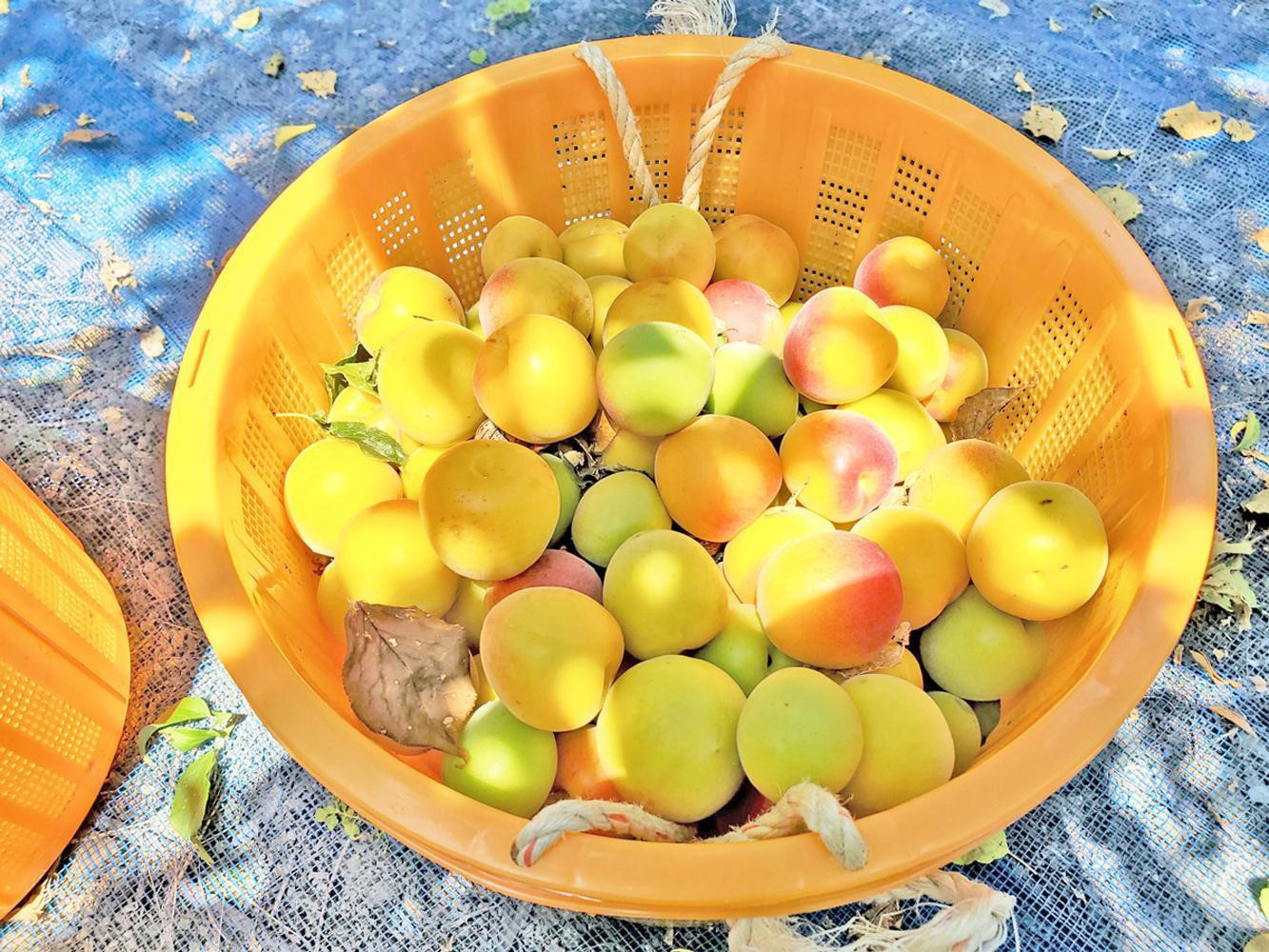 ［梅干・梅酒用］小粒（SまたはM−3Kg）熟南高梅＜2026年6月下旬〜7月中旬発送予定＞フルーツ 果物 くだもの 食品 人気 おすすめ 送料無料［ART20］