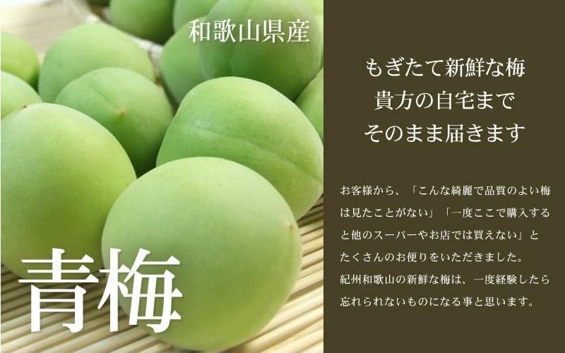 10kg【緑】■特大サイズ 南高梅 梅酒用 フレッシュ青梅（生梅）／紀伊国屋文左衛門本舗