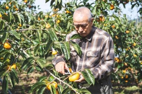 吊るし柿用たね無渋柿T軸又はクリップ付紐付約1.5～2kg　約6～12個＜2025年10月中旬～11月上旬ごろ順次発送＞【ART11】