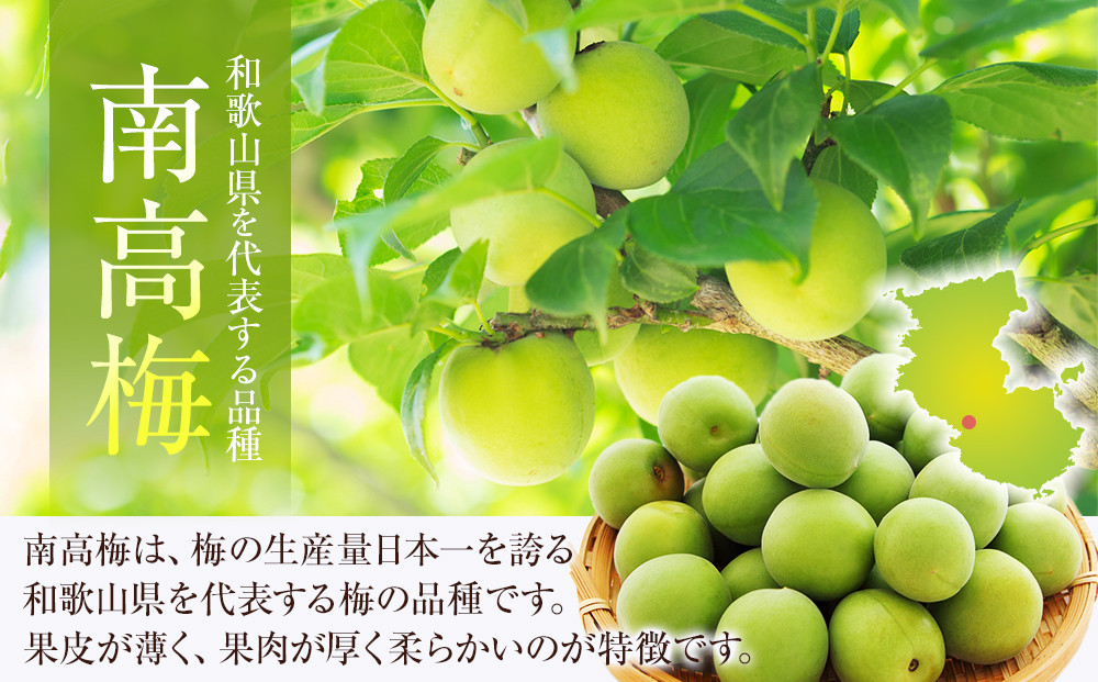 冷凍 紀州南高梅 青梅 約10kg L〜4Lサイズ混合 ご家庭用
