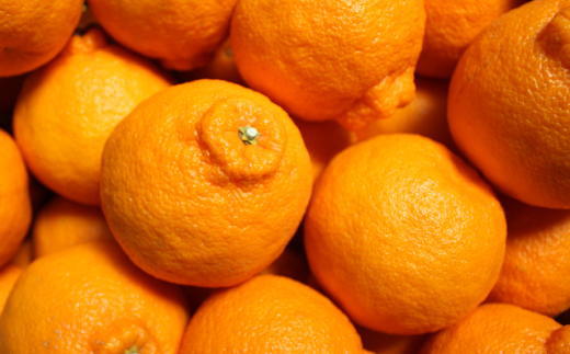 ［お味濃厚］紀州有田産の大玉デコポン約5kg(12玉〜18玉入り・青秀以上) ★2026年１月中旬頃より順次発送［TM25］