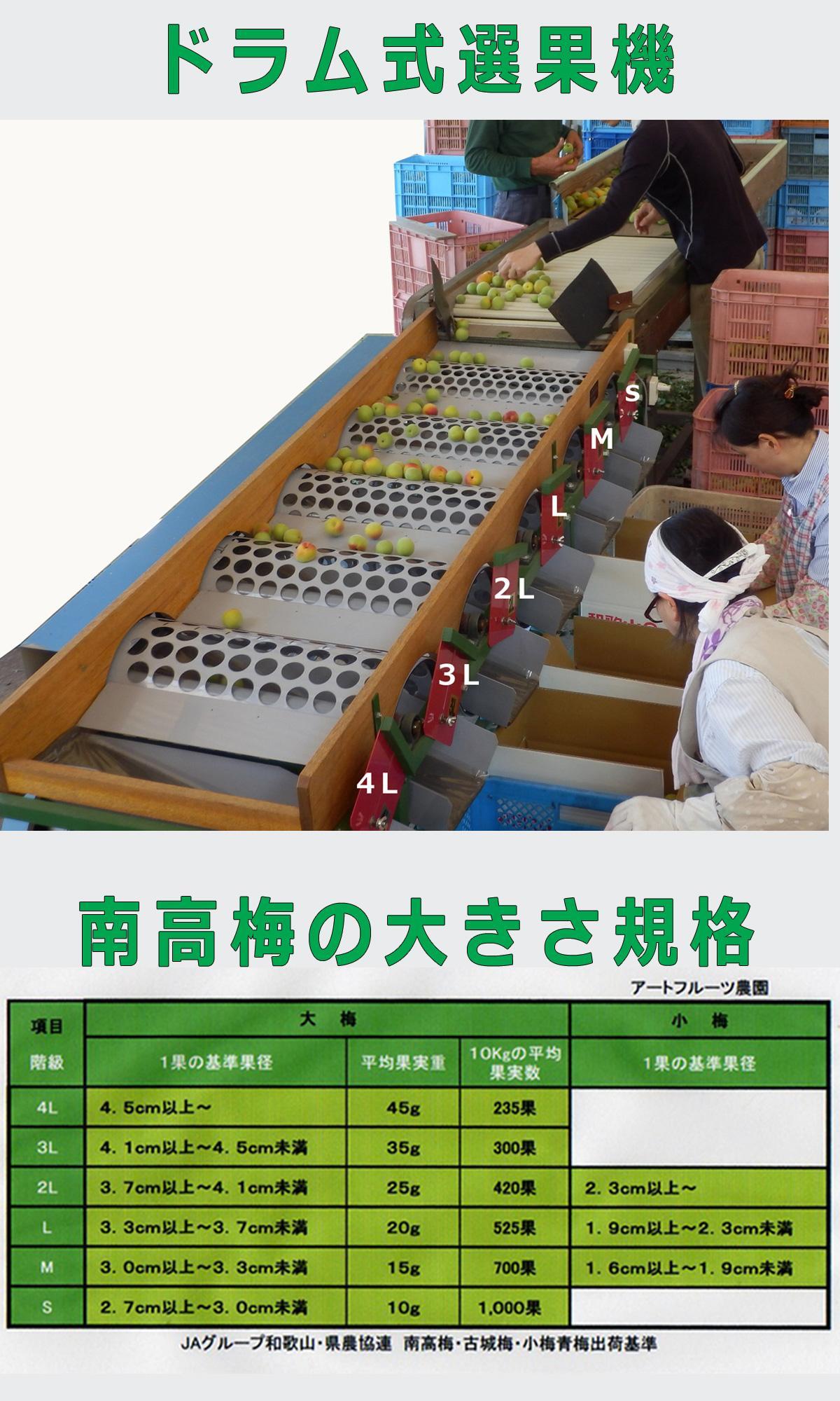 【梅干・梅酒用】（4Lまたは3L－10kg）熟南高梅＜2025年6月上旬～7月7日発送予定＞フルーツ 果物 くだもの 食品 人気 おすすめ 送料無料【ART09】