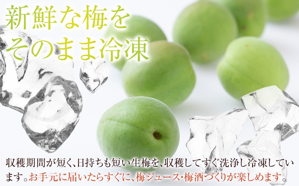 冷凍 紀州南高梅 青梅 約10kg L〜4Lサイズ混合 ご家庭用