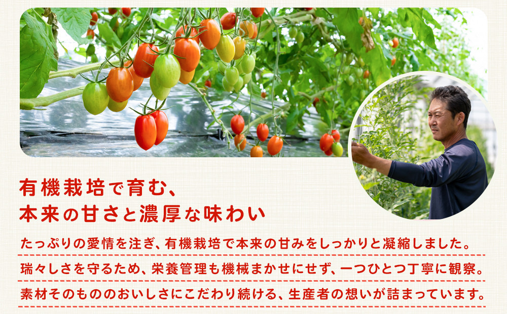 ［2026年4月出荷分］和歌山産ミニトマト「アイコトマト」約1kg（S・Mサイズおまかせ）［TM231］