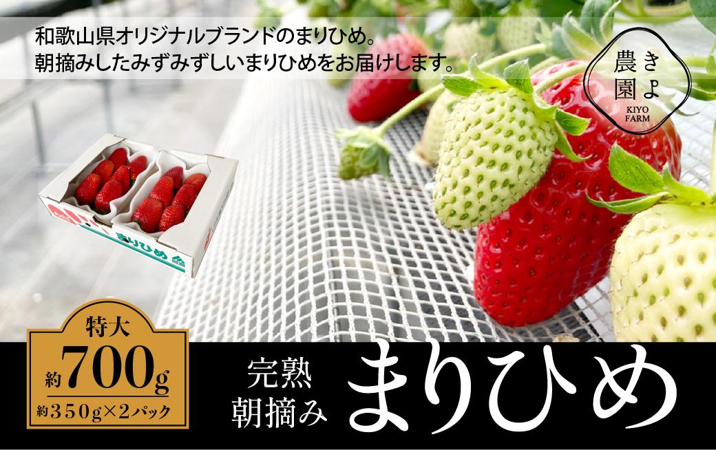特大まりひめイチゴ 朝摘 6個〜11個入×2パック［2026年1月中旬頃より発送］［先行予約］［KT3］