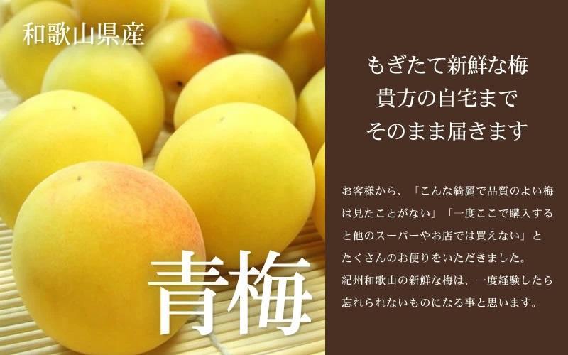 黄色【完熟】5kg ■特大サイズ 南高梅 梅干用フレッシュ青梅（生梅）／紀伊国屋文左衛門本舗