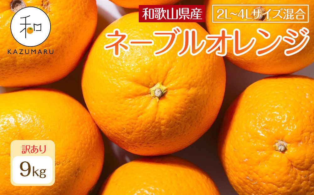 訳あり 森本農園の手選別 大玉ネーブルオレンジ 約9kg 和歌山県産 2L~4Lサイズ混合 ［北海道・沖縄・離島配送不可］［2026年1月上旬から順次発送］［RN109］