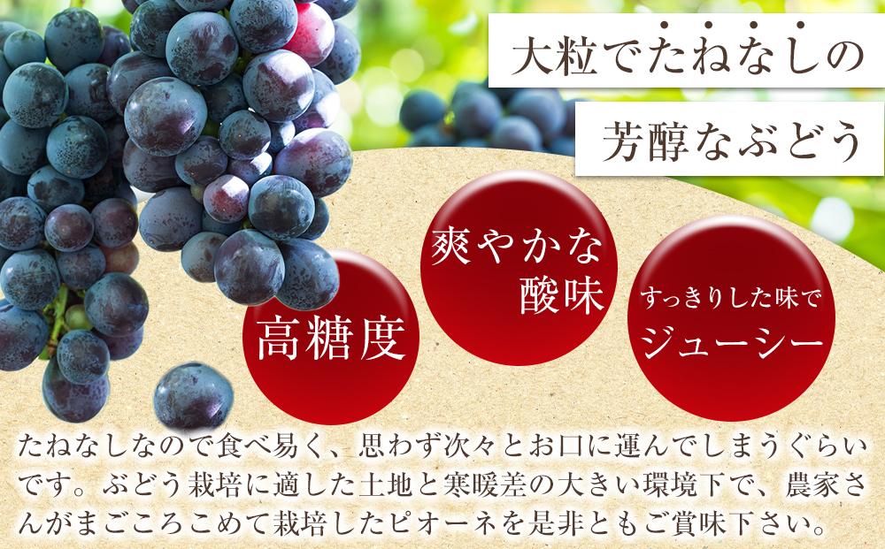 【新鮮・産直】和歌山かつらぎ町産たねなしピオーネ約2kg★2024年8月下旬頃より順次発送【TM164】