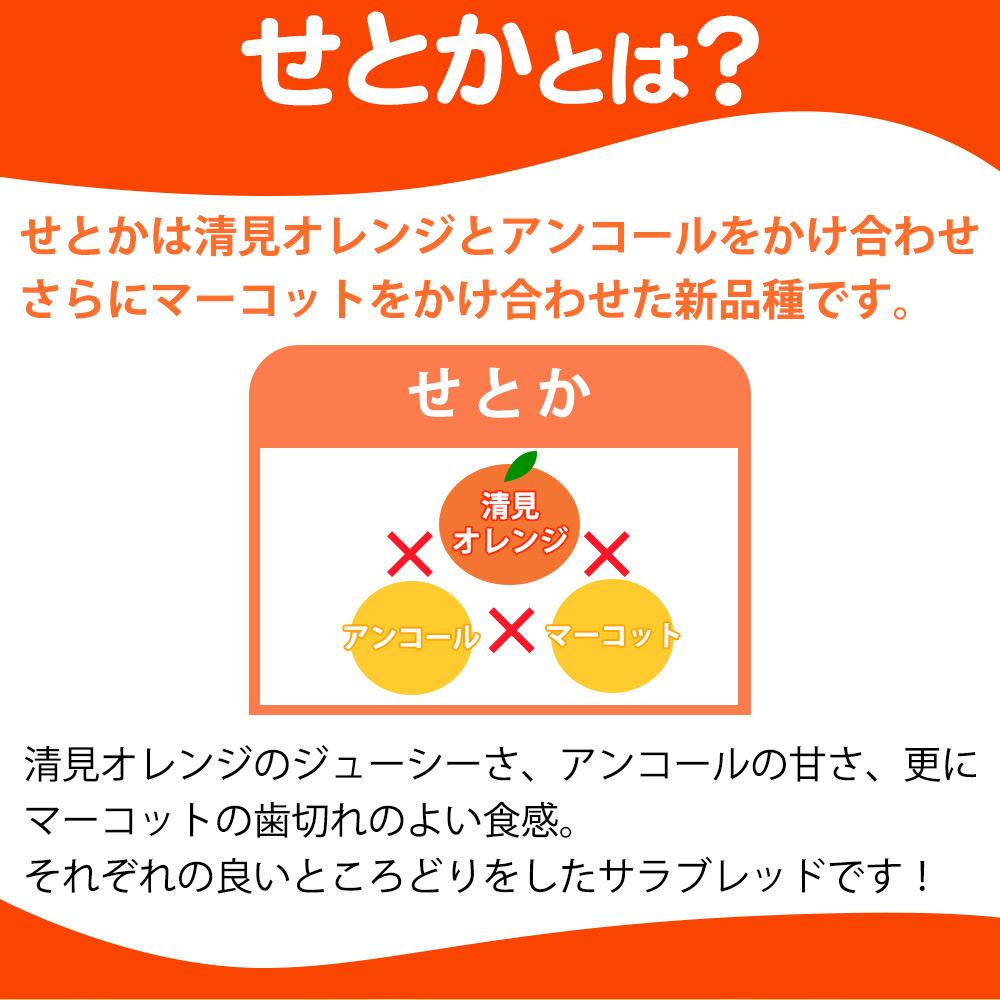 紀州有田産せとか約2.5kg　とろける食感！ジューシー柑橘【2025年2月上旬以降発送】【先行予約】【UT02】