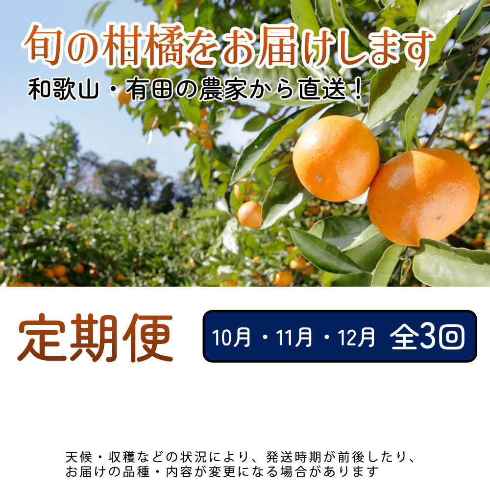 厳選 柑橘定期便M（10〜12月）全3回 ［IKE298］