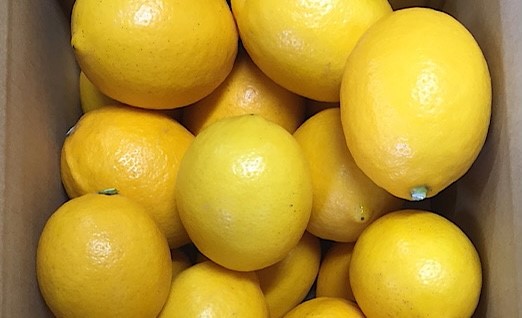 【産地直送】和歌山県産　レモン　1kg　サイズ混合