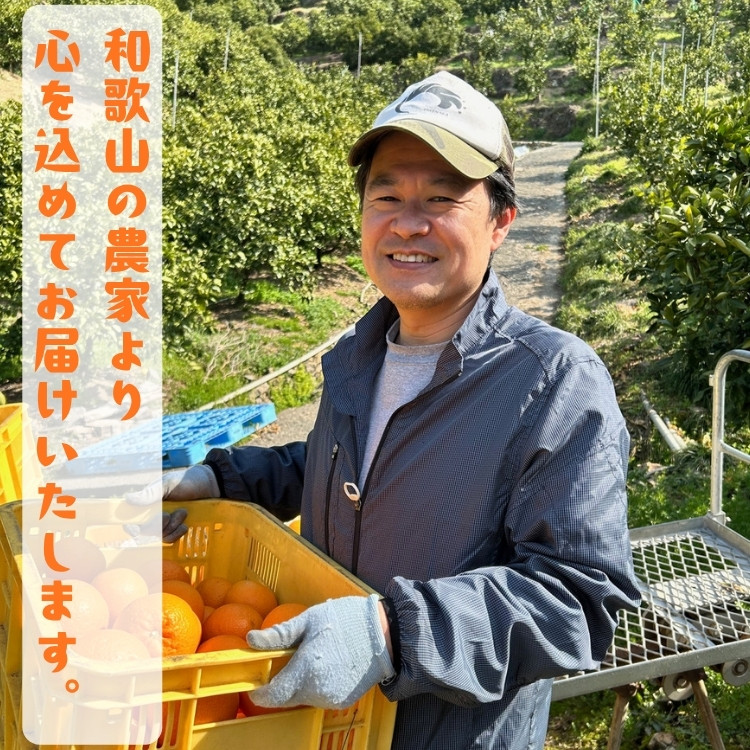 ［先行予約］極甘 柑橘 特撰 濃厚 ポンカン 5kg ［MS140］