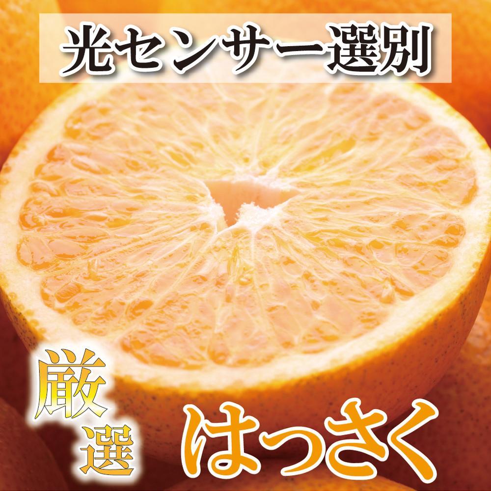 ＜1月より発送＞家庭用 はっさく6.5kg+195g（傷み補償分）【八朔みかん・ハッサク】【わけあり・訳あり】