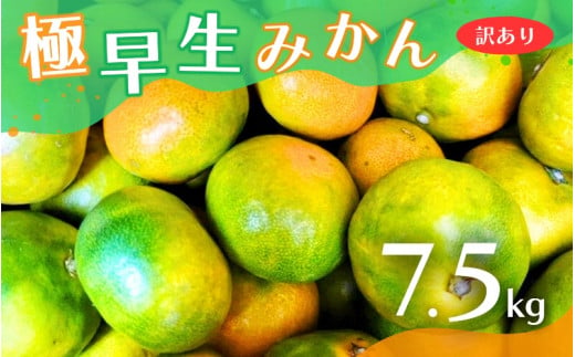 【2024年秋頃発送予約分】【訳あり】こだわりの極早生みかん 約7.5kg ※2024年10月上旬より順次発送予定（お届け日指定不可） 有機質肥料100% サイズ混合 有田産 / みかん ミカン 有田みかん 和歌山 早生 極早生 訳あり フルーツ 果実 柑橘 くだもの 果物 早生みかん 予約販売【nuk166】