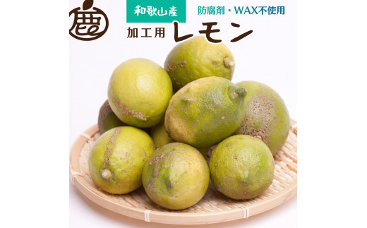 ＜9月より発送＞加工用 黒潮レモン10kg+300g（傷み補償分）【和歌山有田産】【防腐剤・WAX不使用、安心の国産レモン】【わけあり・訳ありレモン】※2024年9月上旬頃?2025年4月下旬頃に順次発送【ikd182】