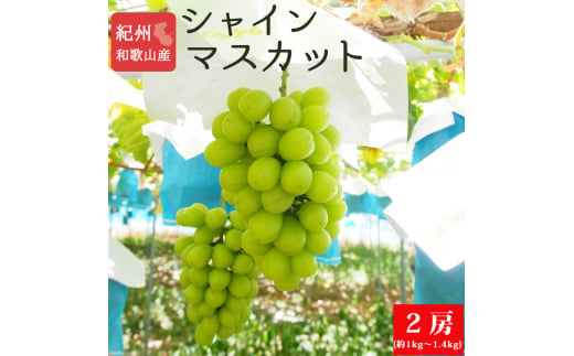 紀州和歌山産シャインマスカット２房（約1kg?1.4kg） ※2025年8月中旬頃?2025年9月上旬頃に順次発送予定 / マスカット 種無し フルーツ 果物 くだもの【uot813】