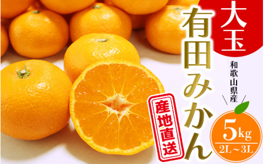 【先行予約】＼ みかんの名産地 和歌山県産／ 農家直送 大玉 有田みかん 5kg （2L～3L） ひとつひとつ手選別で厳選【11月下旬～翌年1月中旬頃発送予定】 みかん ミカン 有田みかん 温州みかん 柑橘 果物 くだもの フルーツ 【hdm001-1A】