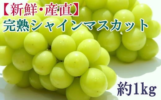 【先行予約】和歌山県産完熟シャインマスカット約1kg【2026年度発送分】 ※2026年9月上旬～2026年9下旬頃に順次発送 /  果物 くだもの フルーツ 葡萄 ぶどう ブドウ 和歌山【tecj1038】