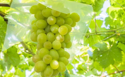 【先行予約】和歌山県産完熟シャインマスカット約1kg【2026年度発送分】 ※2026年9月上旬～2026年9下旬頃に順次発送 /  果物 くだもの フルーツ 葡萄 ぶどう ブドウ 和歌山【tecj1038】