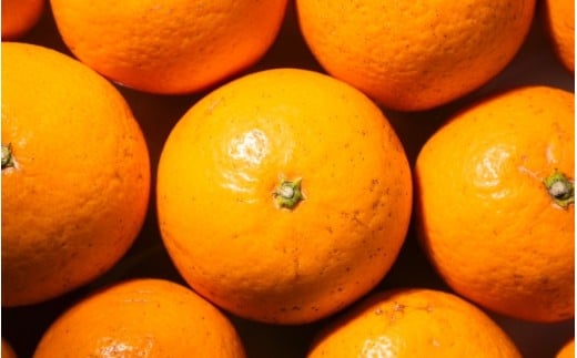 ãå
è¡äºçŽããå®¶åºçšã 森æ¬èŸ²åã®æéžå¥ æž
èŠãªã¬ã³ãž çŽ6kg åæå±±çç£ ãµã€ãºæ··å â»2026幎2æäžæ¬ïœ5æäžæ¬é é æ¬¡çºé / ããã¿ æž
èŠ ææ© ãå®¶åºçš æééå® ç±è¯çº æç© ãã«ãŒã åæå±±çãmrmt038Aã