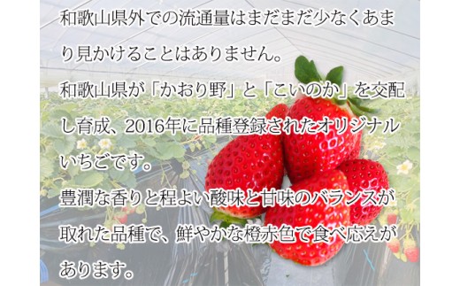 【来シーズン先行予約】紀州和歌山ブランドいちご「紀の香」約250g×4P※2027年1月～2027年3月頃順次発送（お届け日指定不可）【uot868】