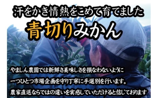 【2025年秋頃発送予約分】【農家直送】こだわりの青切りみかん 約7.5kg  有機質肥料100%　 サイズ混合　※2025年9月下旬より順次発送予定（お届け日指定不可）【nuk107C】