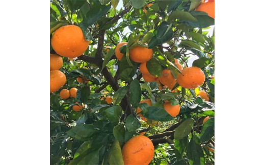 【先行予約】【果汁たっぷり】完熟有田みかん 家庭用 サイズ混合(2L～4L)　約7.7kg(7.5kg+200g)※着日指定不可＜2026年11月中旬～1月中旬頃に順次発送予定＞ ※北海道・沖縄・離島配送不可 / みかん ミカン くだもの 柑橘 フルーツ 和歌山 有田みかん 果物【ard226A】