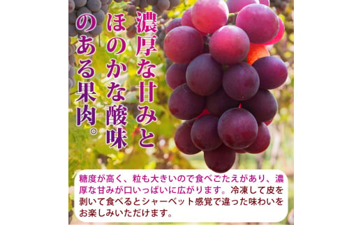 紀州和歌山産の種なし巨峰ぶどう２房（約800g?1kg）※2025年8月上旬頃?2025年9月上旬頃に順次発送予定 / ぶどう ブドウ 葡萄 種無し フルーツ 果物 くだもの【uot814】