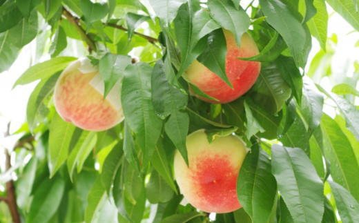 【産直・人気の特産品】和歌山の桃 約2kg 秀品 　※2026年6月下旬～2026年8月上旬頃次発送 / もも モモ フルーツ 果物 くだもの 人気 甘い 和歌山【tec910B】