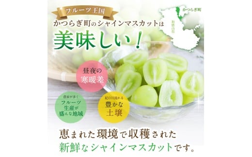先行予約！ 朝摘み シャインマスカット 秀品 2房（約1.2kg）こだわり農家厳選！【2026年8月末から9月末順次発送予定】/ フルーツ ぶどう ブドウ 葡萄 マスカット 和歌山県 かつらぎ町 ジューシー 厳選 産地直送 果物 【kgr035】