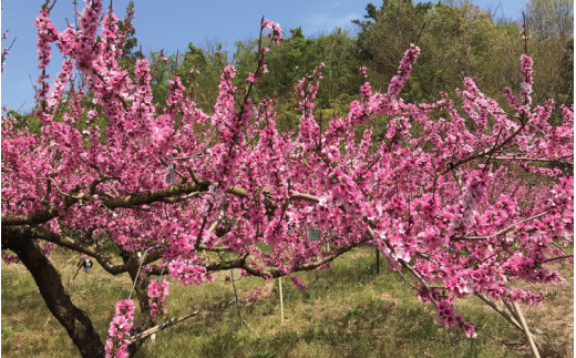 【先行予約】和歌山県産の美味しい桃 6～9玉入り【2025年6月中旬頃から順次発送予定】 和歌山 もも モモ 桃 ギフト 贈り物 プレゼント 夏ギフト 果物 フルーツ 人気 産地直送 和歌山県 お取り寄せ【mat101B】