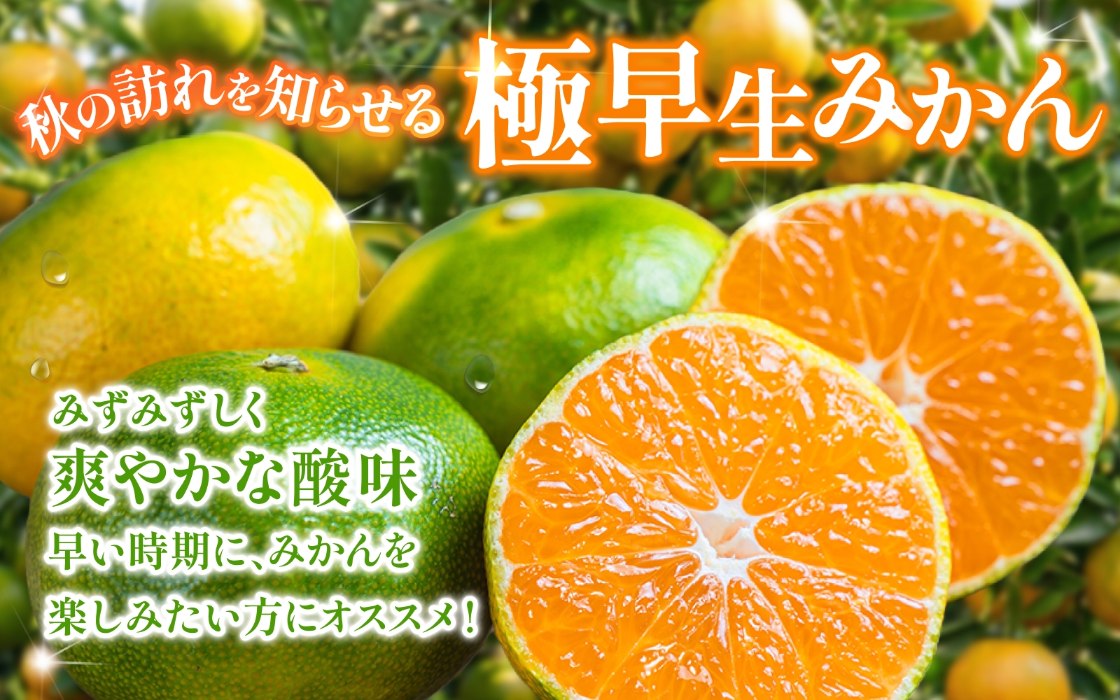 ã2026幎9æäžæ¬~çºéãæ¥µæ©çã¿ããã蟲家çŽéããã ããã®æ¥µæ©çã¿ãã çŽ4kgãæ°ééå®ã ææ©è³ªè¥æ100% ãµã€ãºæ··å â»2026幎9æïœ10æã«é 次çºéäºå®ïŒãå±ãæ¥æå®äžå¯ïŒ / æ©çã¿ãã ã¿ãã ãã«ã³ æç°ã¿ãã æž©å·ã¿ãã ææ© æç° åæå±± ç£å°çŽé ãã ãã® æç© ãã«ãŒã ææ©é¡ åæå±± ããã¿çºãnuk171Aã