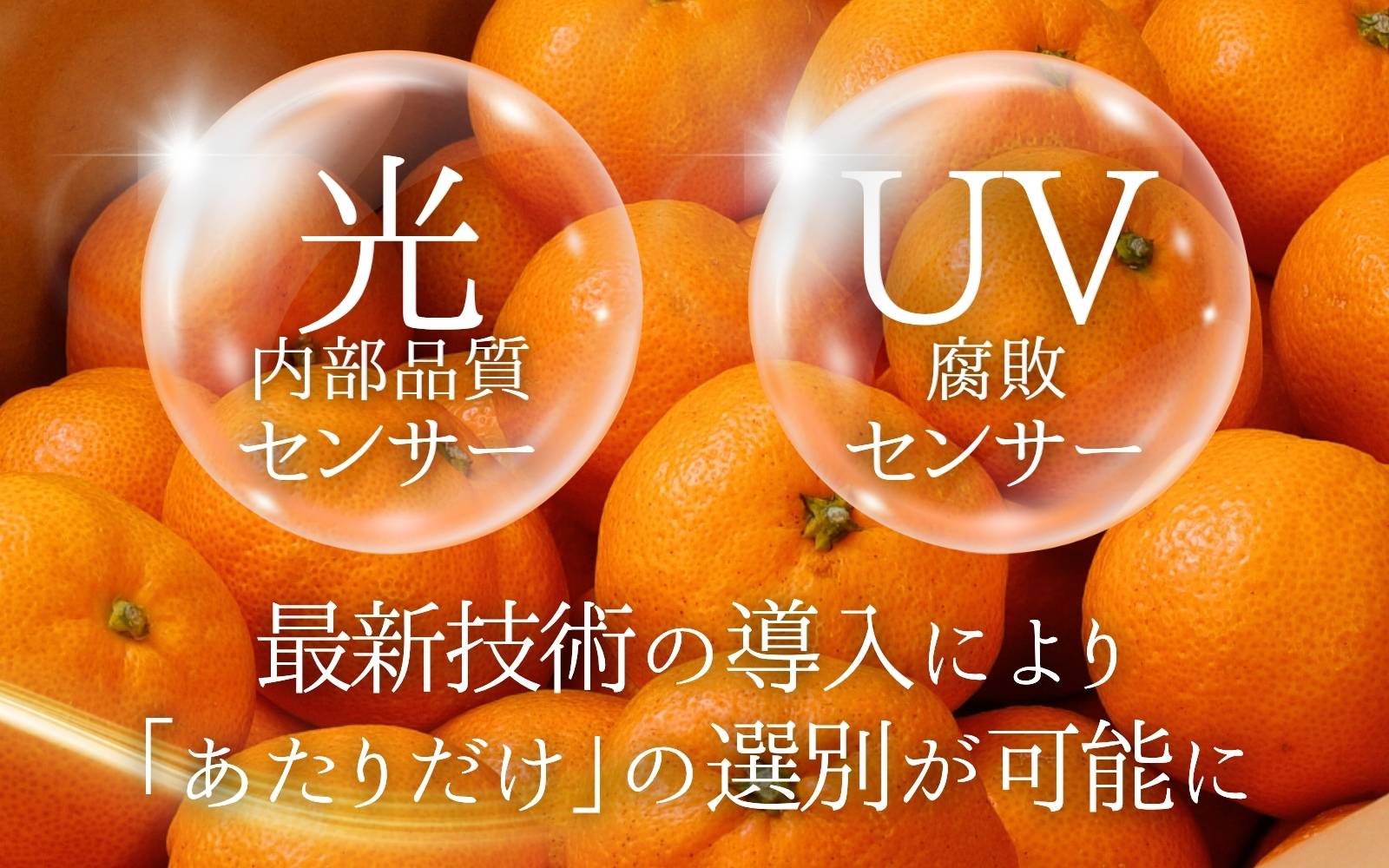 å
ã»ã³ãµãŒéžå¥ïŒæ¥µ æç°ã¿ãããã¬ãã¢ã çŽ2kgãéžããããã®äžäœ20ïŒ
ããå±ãã2SïœLãµã€ãº ææ©è³ªè¥æ100% â»2025幎11æäžæ¬ïœ2026幎1æäžæ¬é ã«é 次çºéäºå® â»åæµ·éã»æ²çžã»é¢å³¶ãžã®é
éäžå¯ / ã¿ãã ã¿ãã ã¿ãã ãã«ãŒã ãnuk154Fã