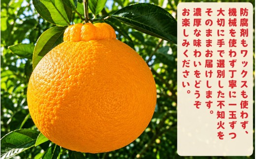 【先行予約】特選 濃厚 不知火 (通称デコポン) 10kg+200g(痛み補償分)※2027年1月下旬～3月下旬に順次発送※着日指定不可【ard260】