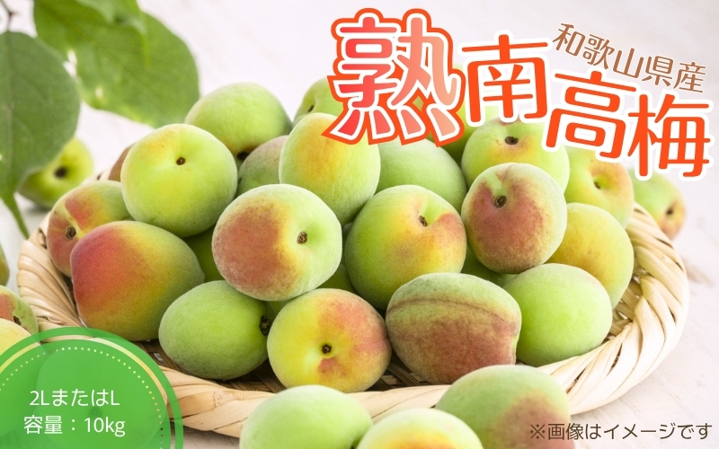【梅干・梅酒用】（2LまたはL－10Kg）熟南高梅＜2026年6月上旬～7月7日発送予定＞【ART03】 /  梅 梅干し ウメ 青梅 生梅 梅シロップ フルーツ 果物 くだもの 食品 人気 おすすめ 送料無料【art011B】