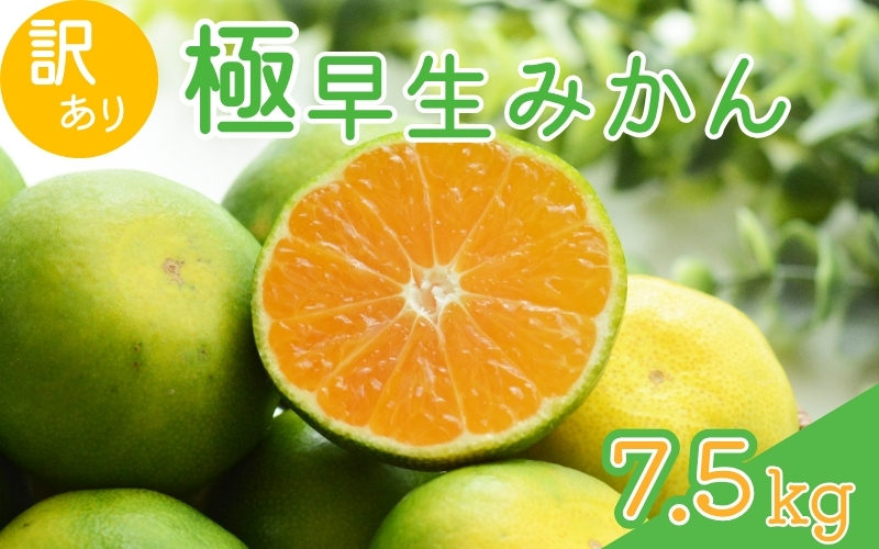【2026年秋頃発送予約分】【訳あり】こだわりの極早生みかん 約7.5kg ※2026年9月～10月に順次発送予定（お届け日指定不可） サイズ混合 有田産 / みかん ミカン 有田みかん 和歌山 フルーツ 果実 柑橘 くだもの 果物 【nuk166B】