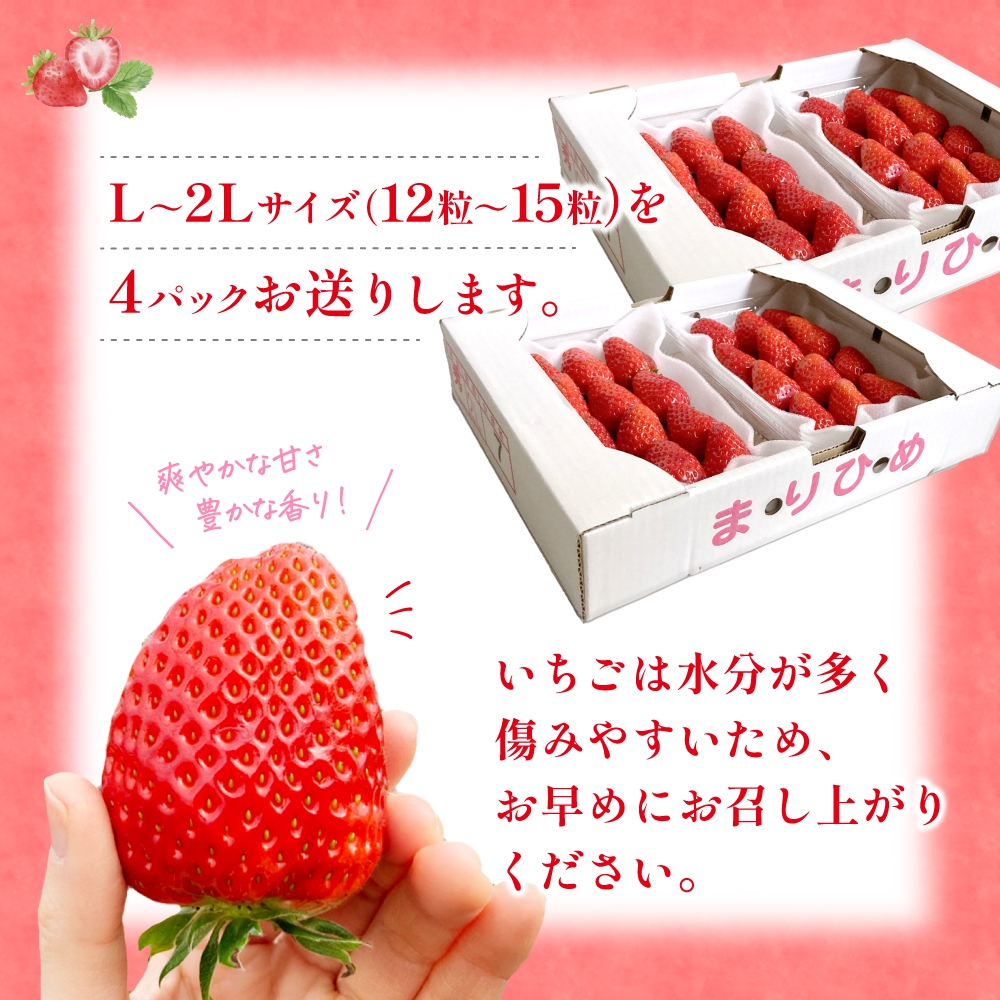 【先行予約】まりひめ いちご 12粒～15粒入り×4パック（1kg）2026年1月中旬～2026年3月中旬頃に順次発送予定（お届け日指定不可）/ いちご 苺 まりひめ 和歌山 フルーツ 果物 くだもの【kgr008A】