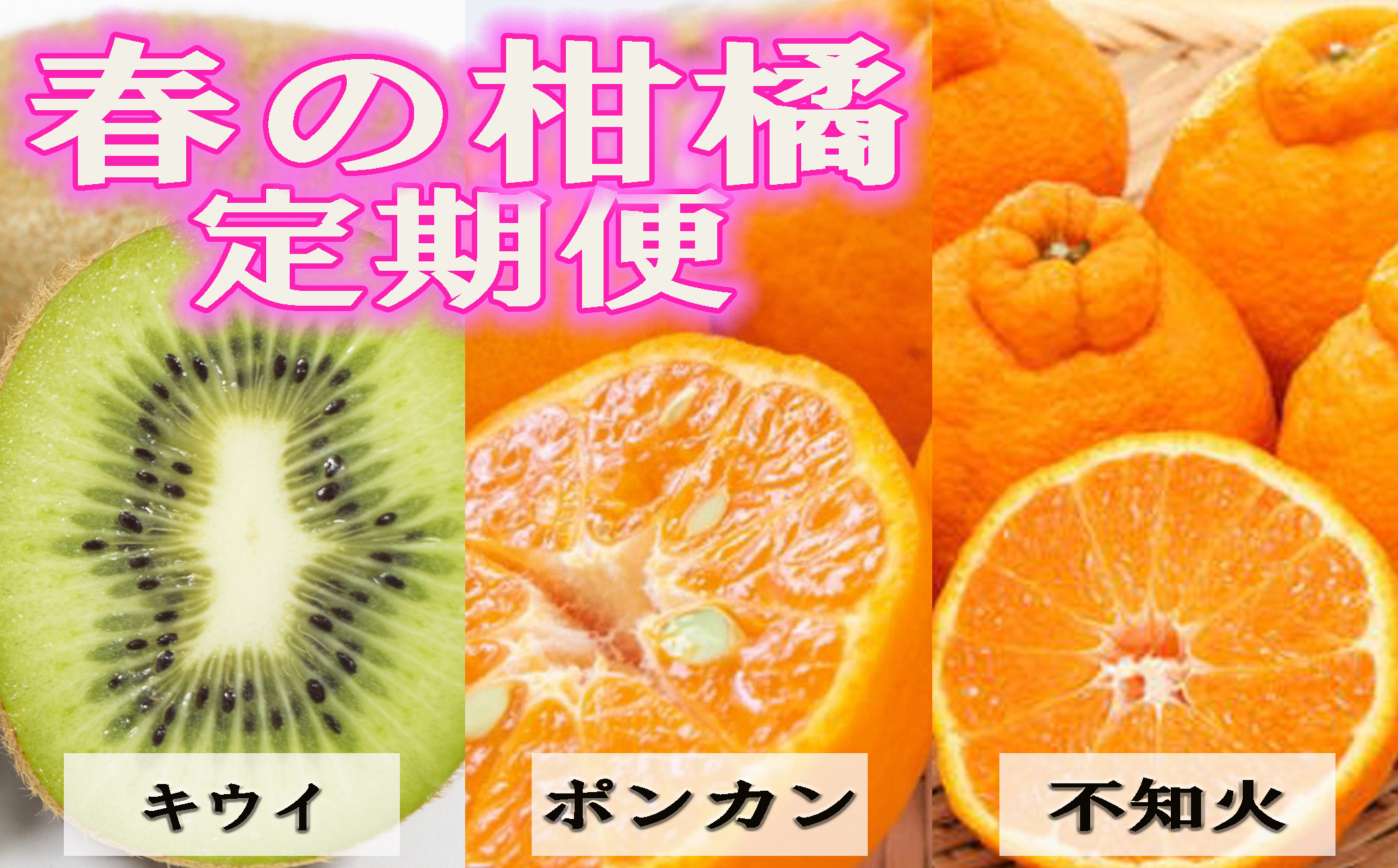【定期便】【1月・2月・3月発送】 和歌山の人気の春のフルーツをお届け！ （キウイ・ポンカン・不知火）定期便全3回 / 果物 くだもの フルーツ フルーツ定期便 和歌山 【tkb431】