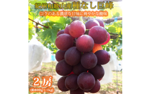 紀州和歌山産の種なし巨峰ぶどう２房（約800g～1kg）※2027年8月中旬頃〜9月上旬頃に順次発送予定 / ぶどう ブドウ 葡萄 種無し フルーツ 果物 くだもの【uot814A】