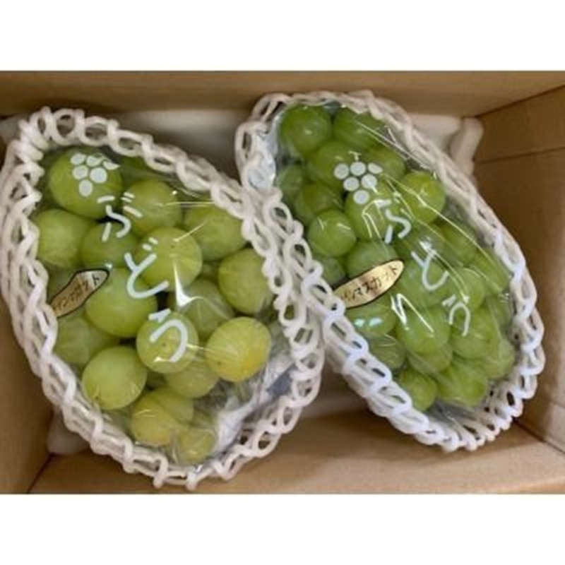 シャインマスカット 約1.5kg（2房）【2026年8月中旬～9月中旬ごろ順次発送】 ※北海道・沖縄・離島への配送不可 【ikd730A】